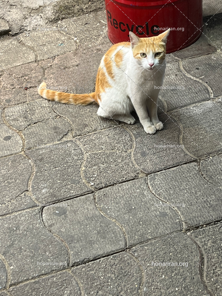 عکس فیک گربه خیابانی