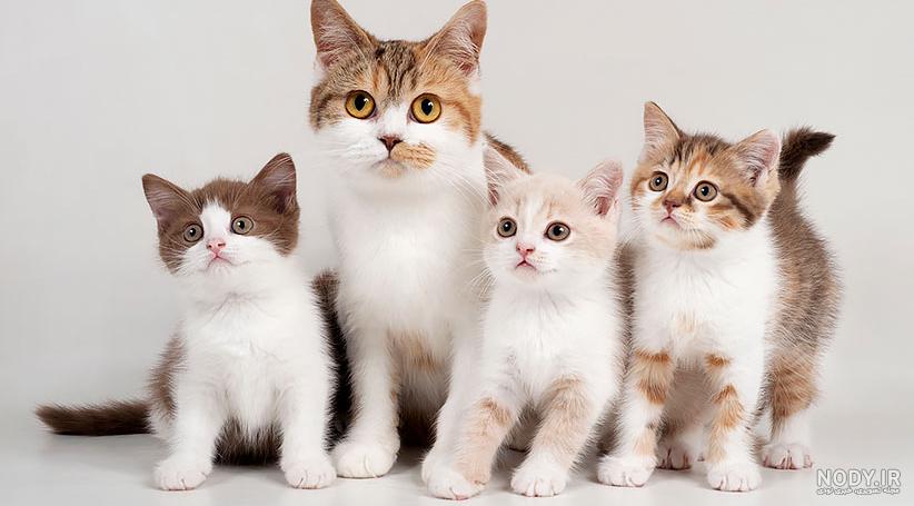 عکس و متن ارسالی... - دیده بان گربه های ایران Iran Cats Watch | Facebook عکس و متن ارسالی... - دیده بان گربه های ایران Iran Cats Watch | Facebook