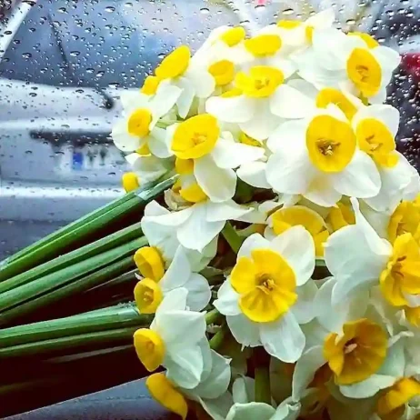عکس هنری با گل نرگس