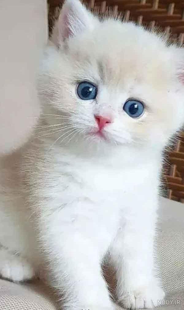 عکس پروفایل زیبا و خاص - عکس گربه - حس نگار عکس پروفایل زیبا و خاص - عکس گربه - حس نگار