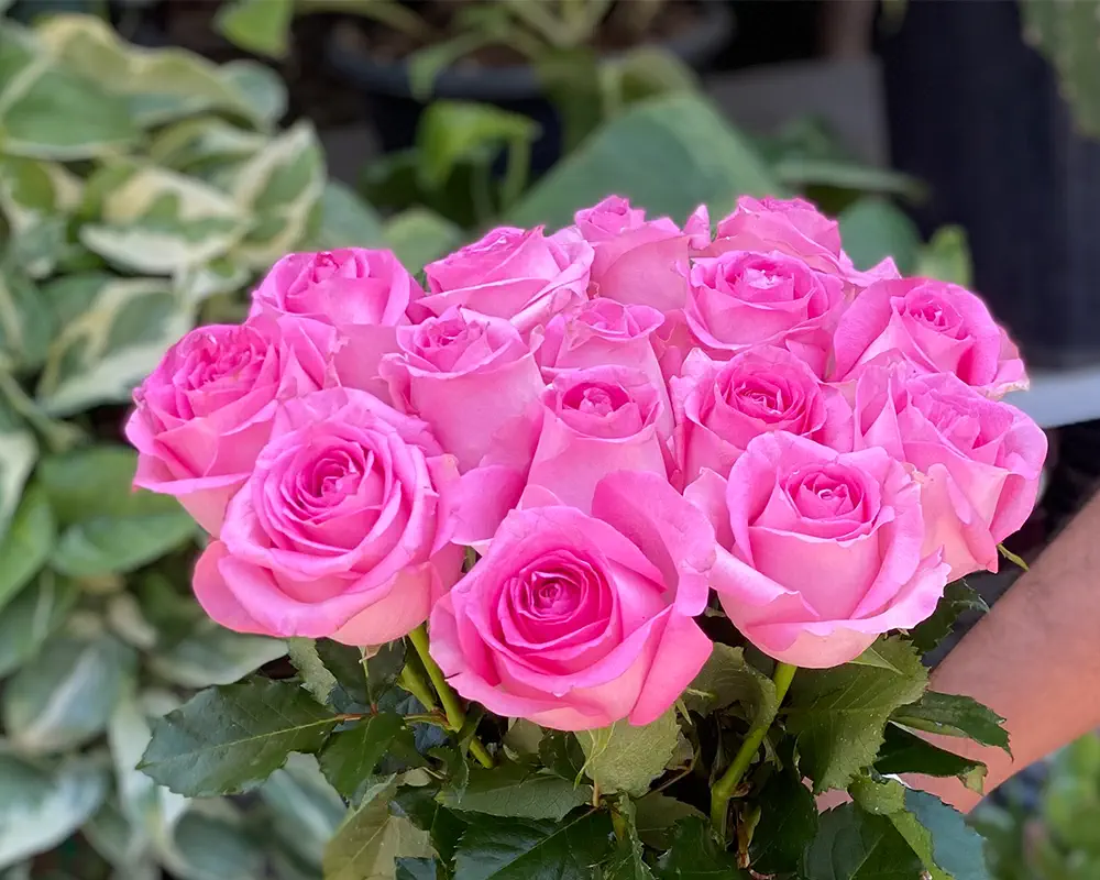 عکس پروفایل گل رز زرد عکس پروفایل گل رز زرد