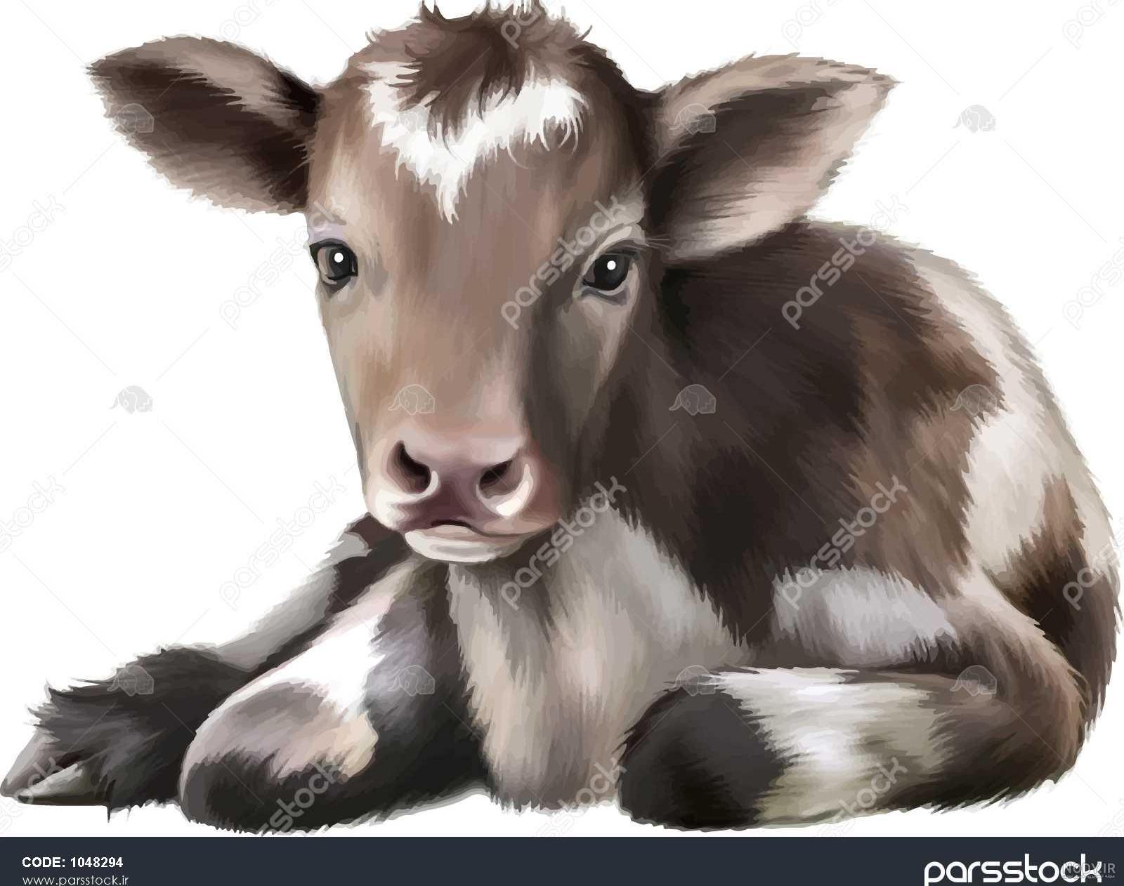 عکس گاو با بچه