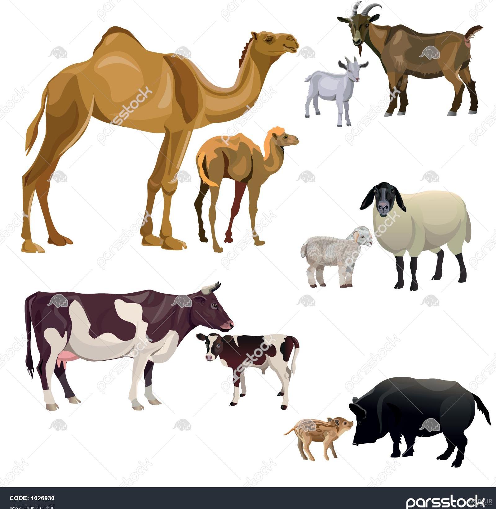 عکس گاو با بچه اش