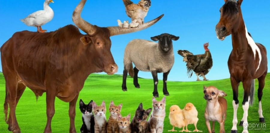 عکس گاو سگ - عکس نودی