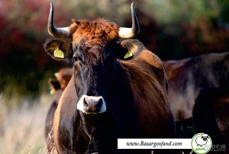 عکس گاو شاخدار سیاه عکس گاو شاخدار سیاه