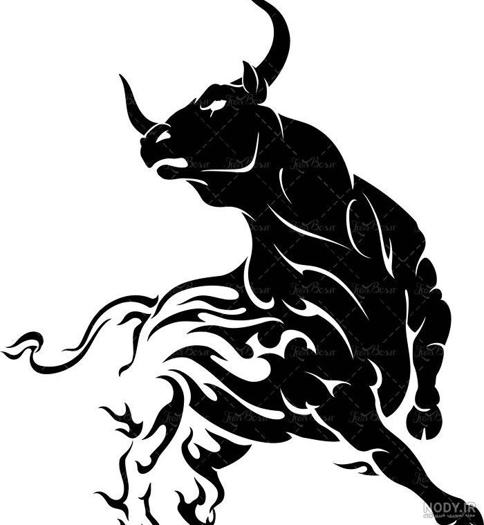 عکس گاو وحشی سیاه - عکس نودی عکس گاو وحشی سیاه - عکس نودی