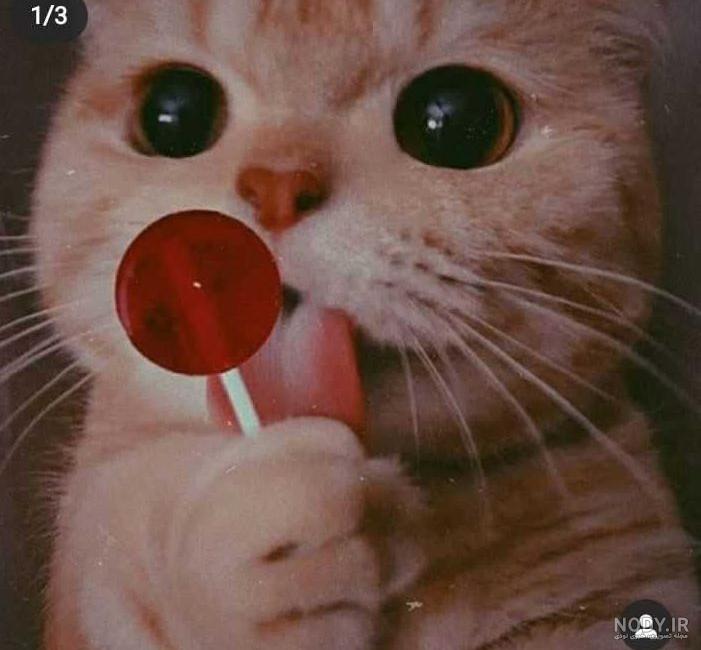 عکس گربه آبنبات خور