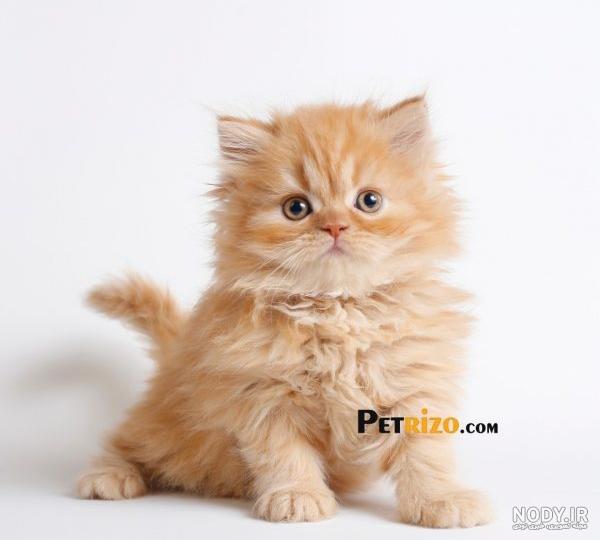 عکس های گربه ای شبیه گارفیلد، شخصیت کارتونی عکس های گربه ای شبیه گارفیلد، شخصیت کارتونی