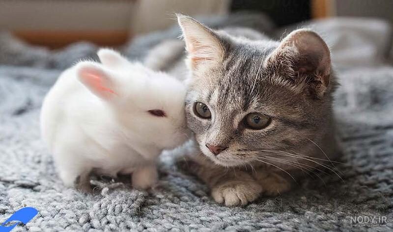 عکس گربه با خرگوش