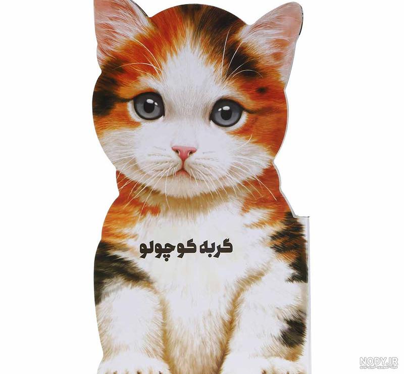 عکس گربه بامزه؛ عکس گربه های خانگی و فانتزی ناز