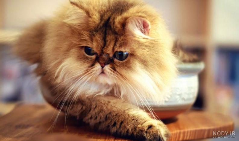 عکس گربه بامزه؛ عکس گربه های خانگی و فانتزی ناز