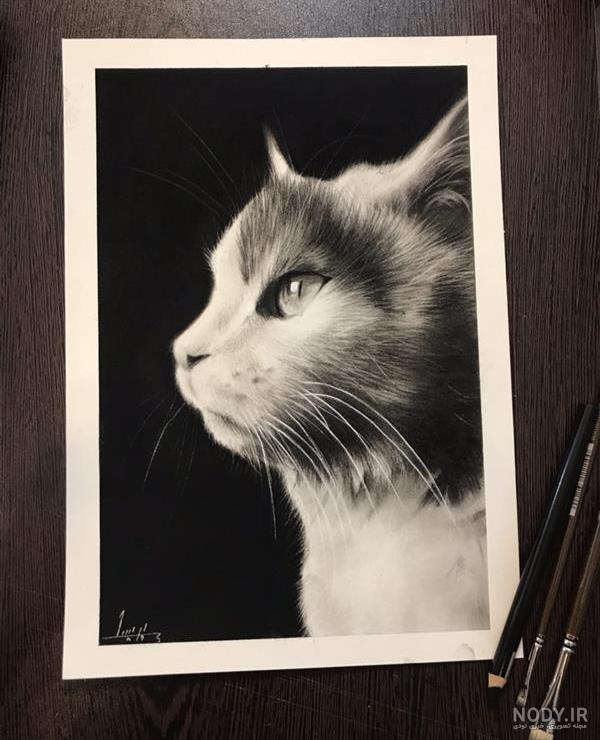 عکس گربه برای طراحی عکس گربه برای طراحی