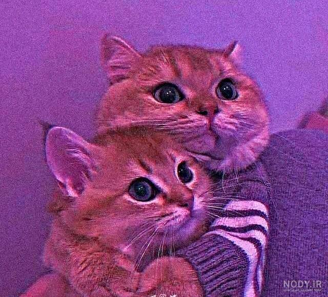 عکس گربه برای پروفایل بنفش