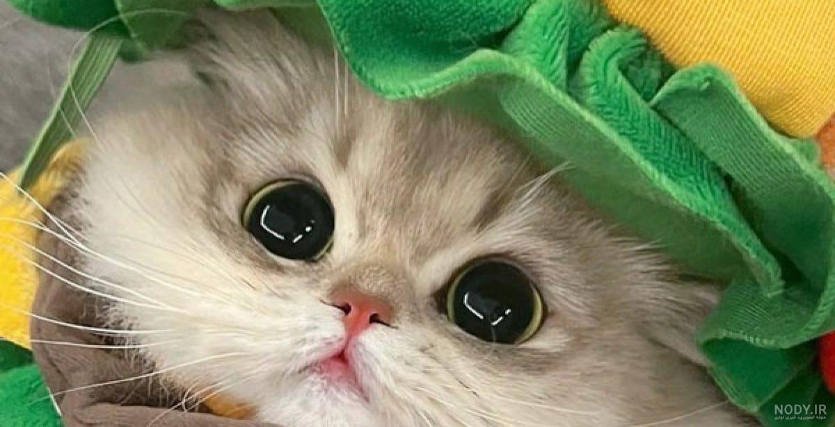 عکس گربه برای پروفایل بنفش با کیفیت بالا