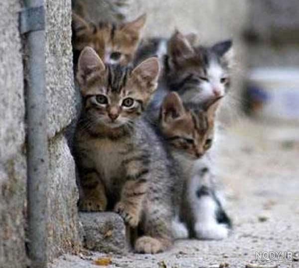 عکس گربه برای پروفایل دخترونه واتساپ
