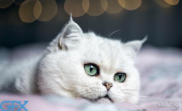 عکس گربه برای پروفایل فانتزی - عکس نودی عکس گربه برای پروفایل فانتزی - عکس نودی