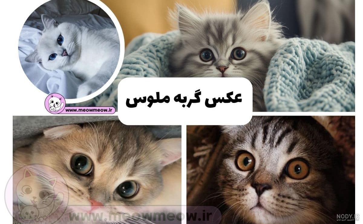 عکس گربه برای پروفایل فانتزی - عکس نودی