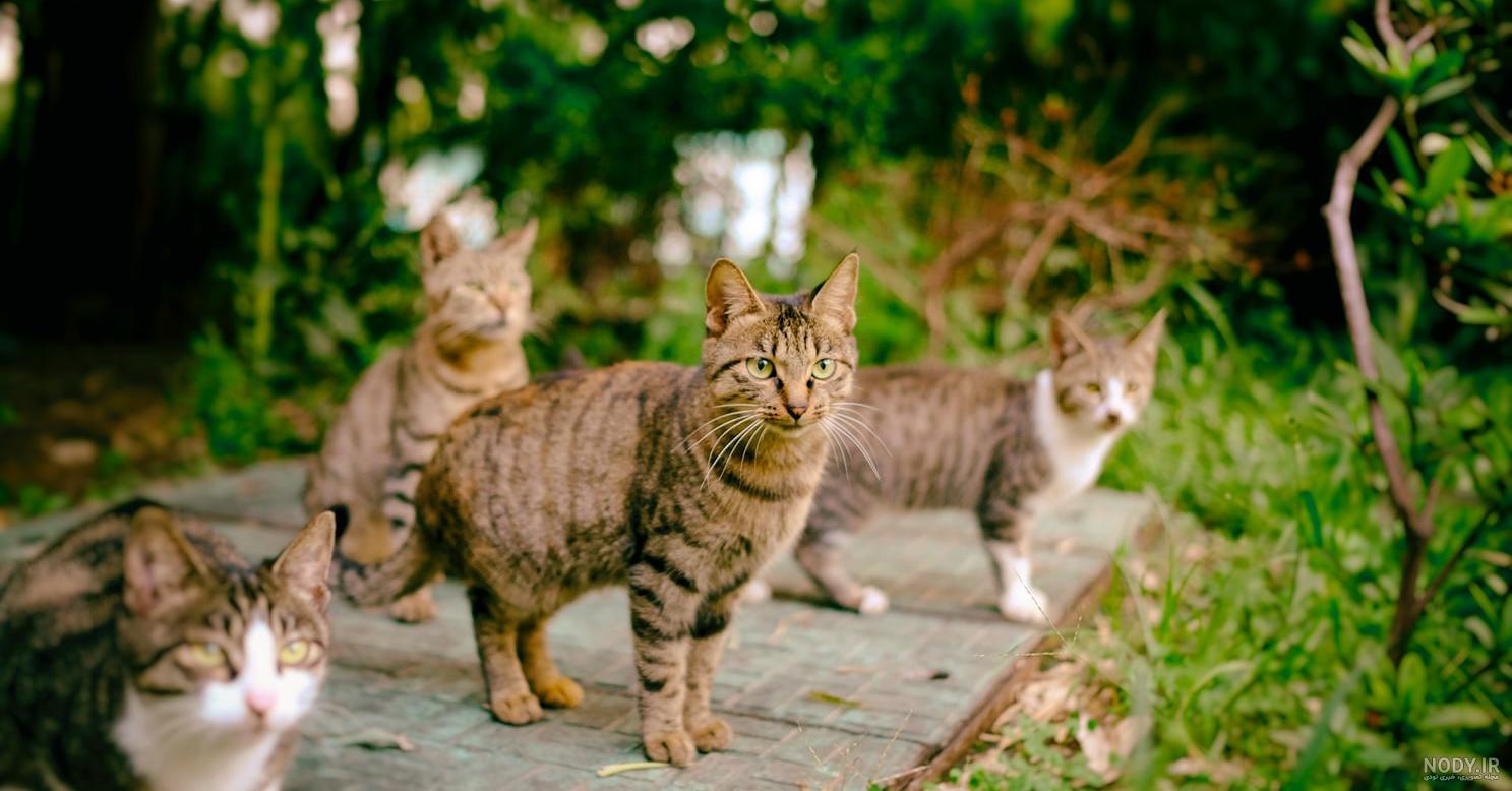 عکس گربه خیابانی سفید - نمایشگاه هنر ایران عکس گربه خیابانی سفید - نمایشگاه هنر ایران
