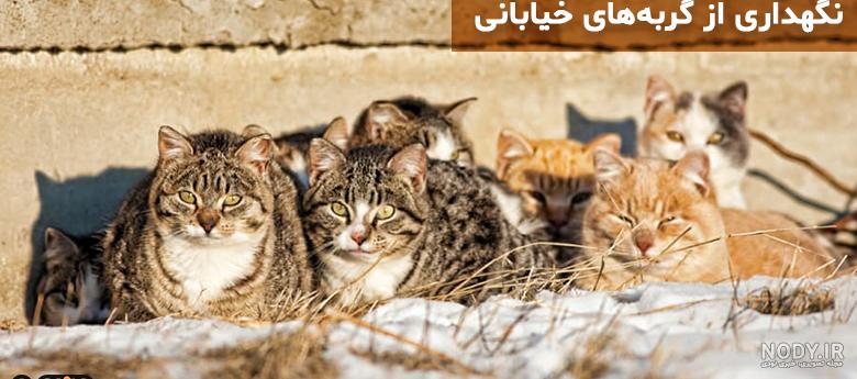 عکس گربه خیابانی - عکس نودی عکس گربه خیابانی - عکس نودی