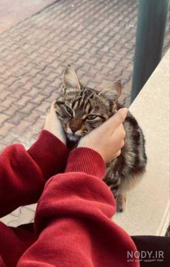 عکس گربه خیلی وحشتناک