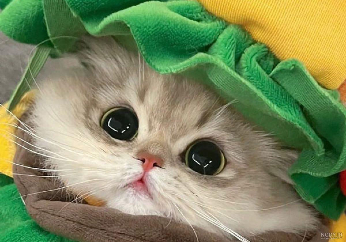عکس های گربه های زیبا - عکس نودی عکس های گربه های زیبا - عکس نودی