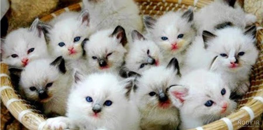 عکس گربه های زیبا، ناز و خوشگل - ستاره