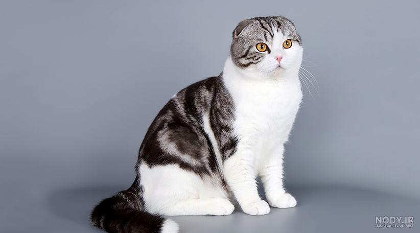عکس گربه سفید خاکستری 34967 Grey And Whitecrossbreed Cat - مزرعه فوتیج عکس گربه سفید خاکستری 34967 Grey And Whitecrossbreed Cat - مزرعه فوتیج