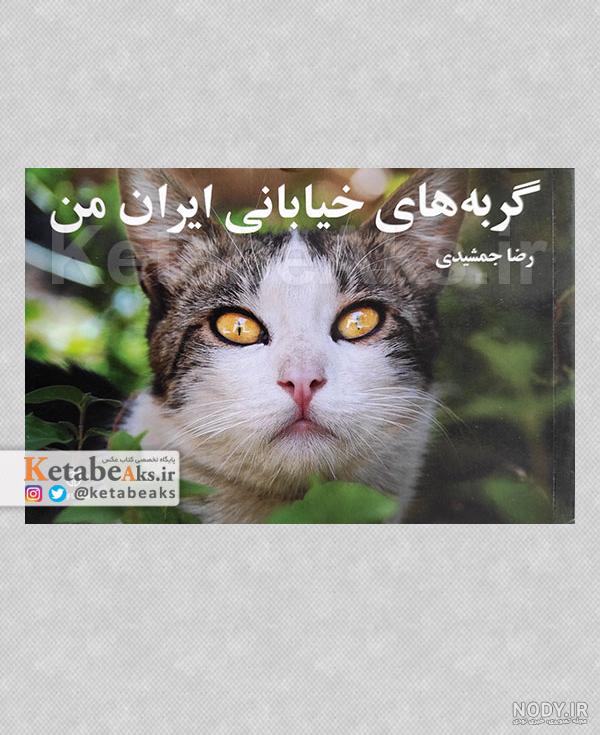 عکس گربه سیاه خیابانی مناسب تصویر زمینه دسکتاپ کامپیوتر عکس گربه سیاه خیابانی مناسب تصویر زمینه دسکتاپ کامپیوتر