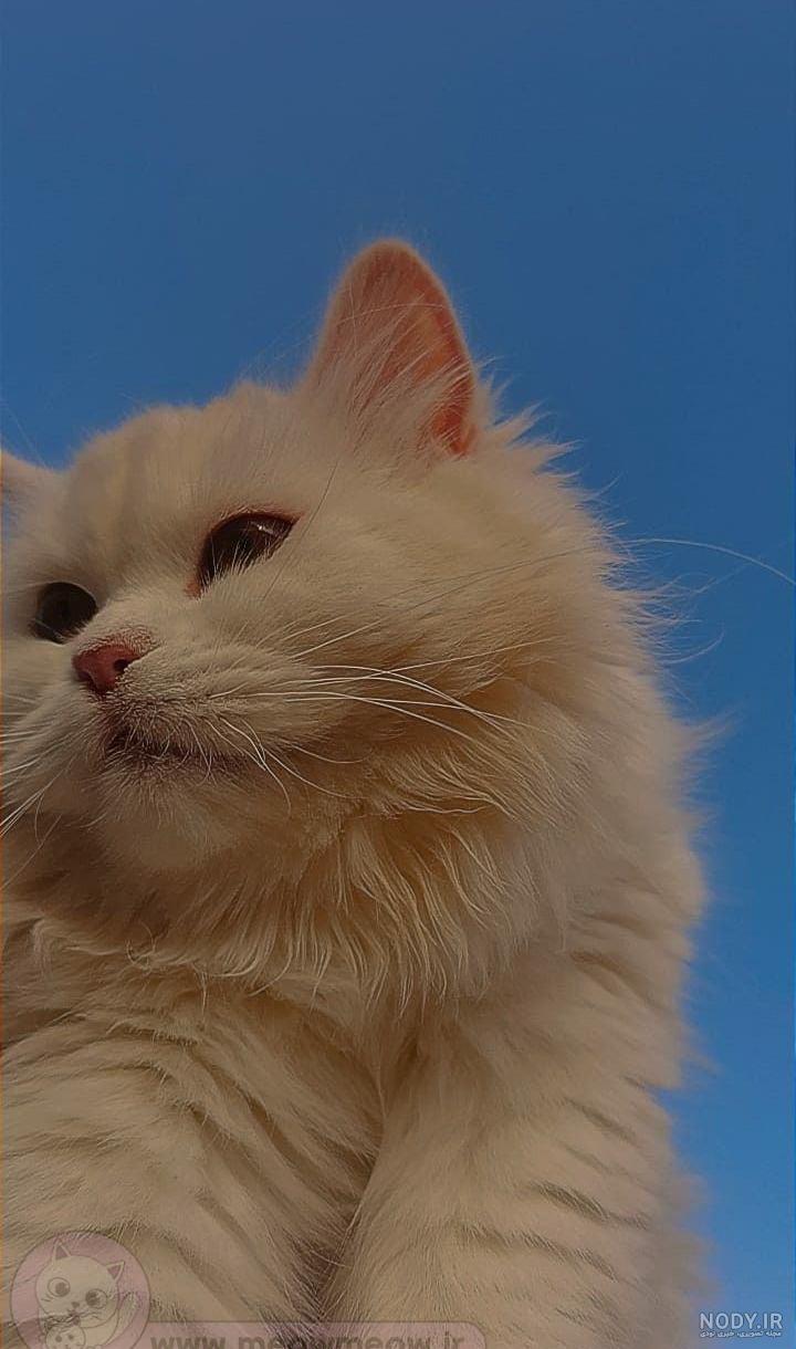 عکس گربه شاخ برای پروف - عکس نودی عکس گربه شاخ برای پروف - عکس نودی