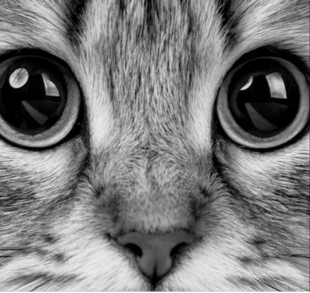عکس گربه طراحی شده عکس گربه طراحی شده