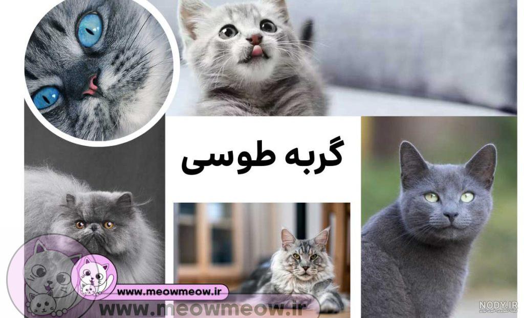عکس گربه طوسی، معرفی و بررسی ویژگی ها - سایمون کت، خرید و فروش گربه، پانسیون و پت شاپ عکس گربه طوسی، معرفی و بررسی ویژگی ها - سایمون کت، خرید و فروش گربه، پانسیون و پت شاپ