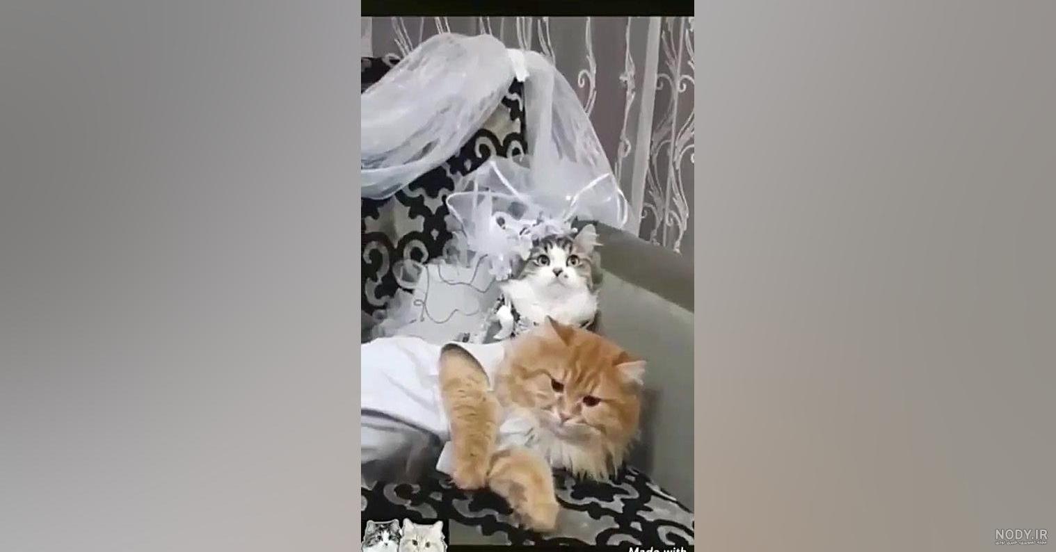 عکس گربه عروس شده عکس گربه عروس شده