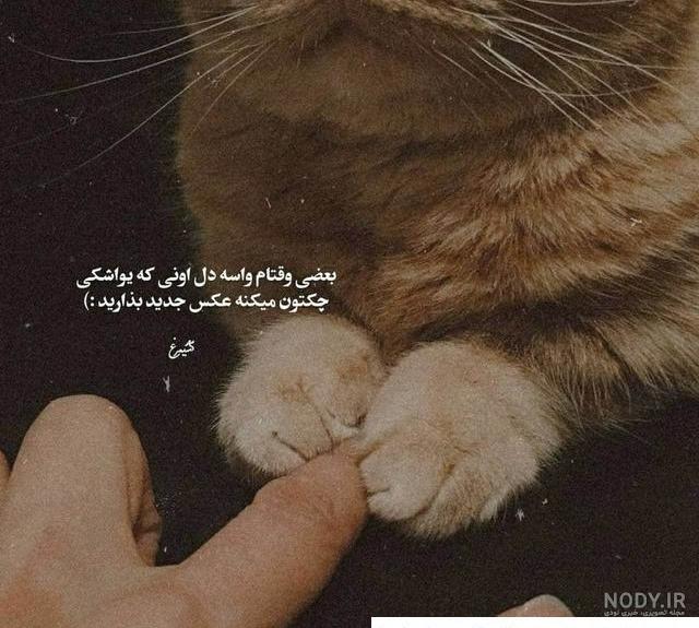عکس گربه غمگین - سایمون کت، خرید و فروش گربه، پانسیون و پت شاپ عکس گربه غمگین - سایمون کت، خرید و فروش گربه، پانسیون و پت شاپ