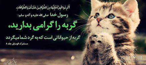 عکس گربه غمگین - سایمون کت، خرید و فروش گربه، پانسیون و پت شاپ عکس گربه غمگین - سایمون کت، خرید و فروش گربه، پانسیون و پت شاپ