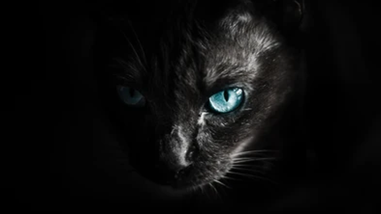 عکس گربه غول پیکر - عکس نودی عکس گربه غول پیکر - عکس نودی