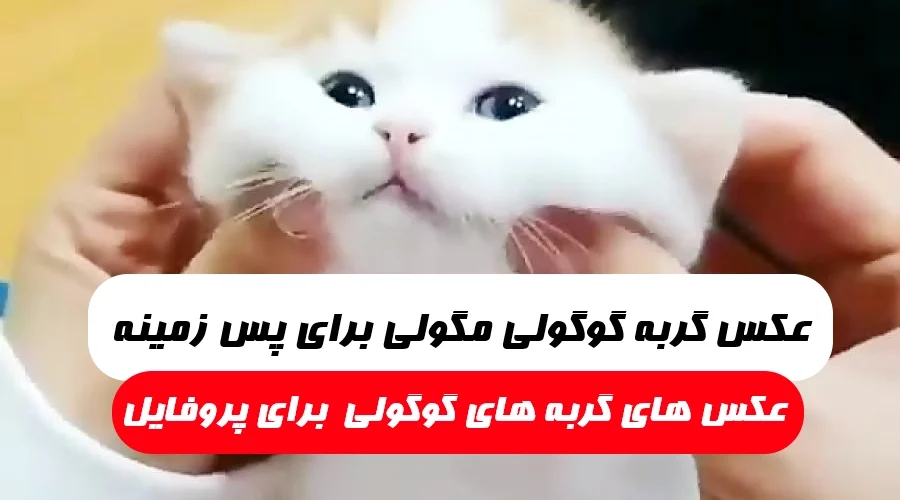 عکس گربه فانتزی برای پروفایل - سایمون کت، خرید و فروش گربه، پانسیون و پت شاپ