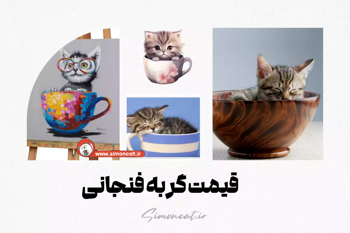 عکس گربه فنجانی - عکس نودی عکس گربه فنجانی - عکس نودی