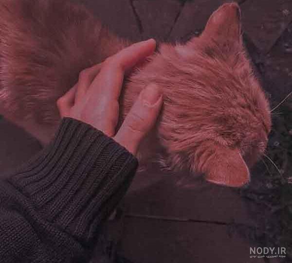 عکس گربه فیک - عکس نودی عکس گربه فیک - عکس نودی