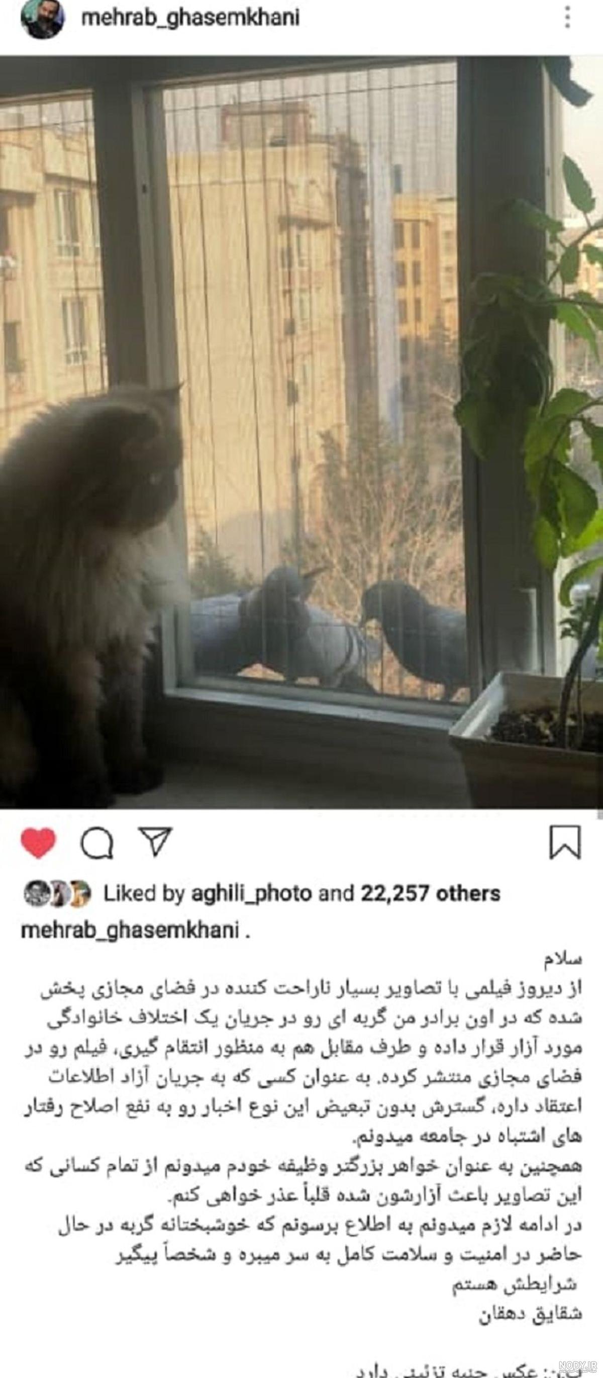 عکس گربه لاتی - عکس نودی