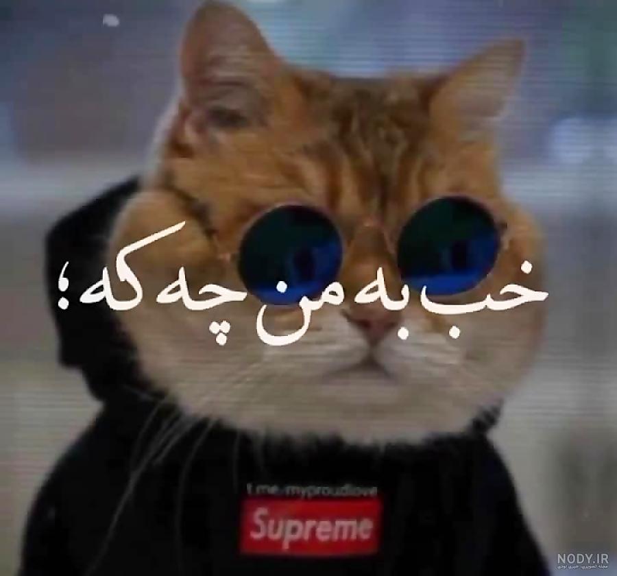 عکس گربه ملوس برای پروفایل | عکس گربه کیوت برای پروفایل | عکس گربه برای پروفایل واتساپ عکس گربه ملوس برای پروفایل | عکس گربه کیوت برای پروفایل | عکس گربه برای پروفایل واتساپ