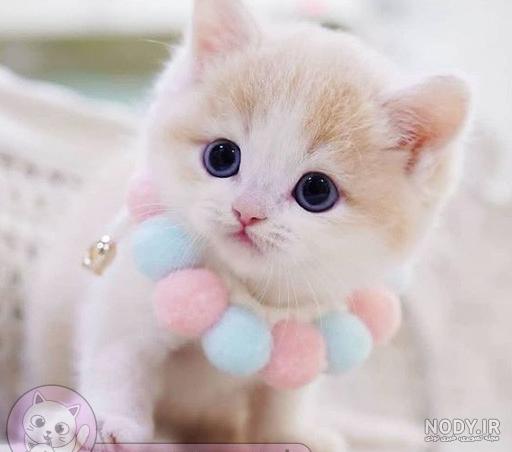 عکس گربه ملوس و ناز و زیبا