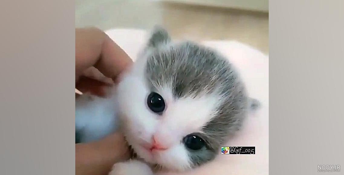 عکس گربه های ملوس و نازنازی عکس گربه های ملوس و نازنازی