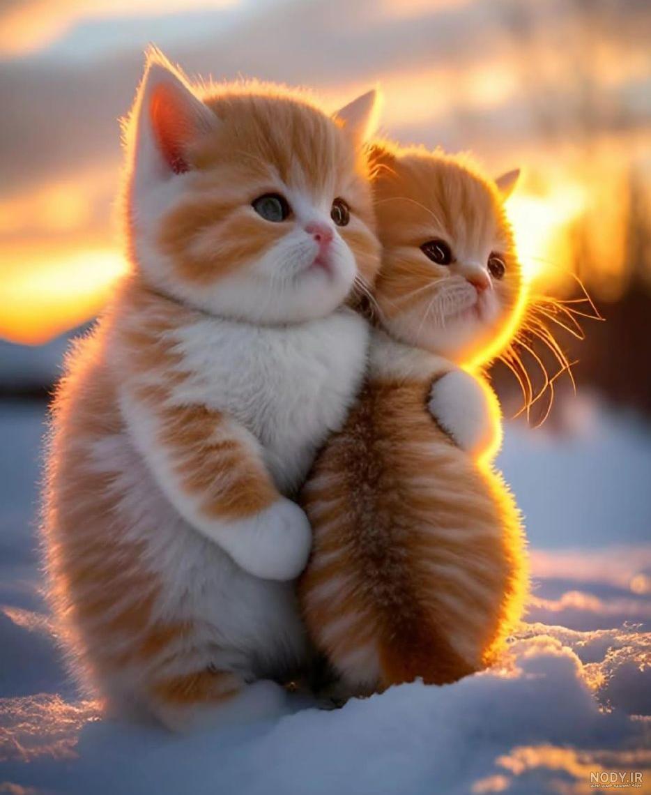 عکس گربه های ملوس و نازنازی