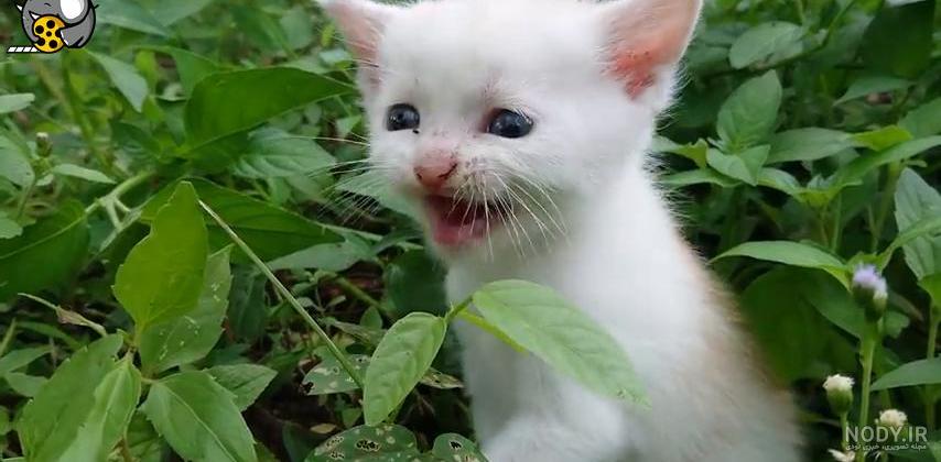عکس گربه ملوس واقعی عکس گربه ملوس واقعی