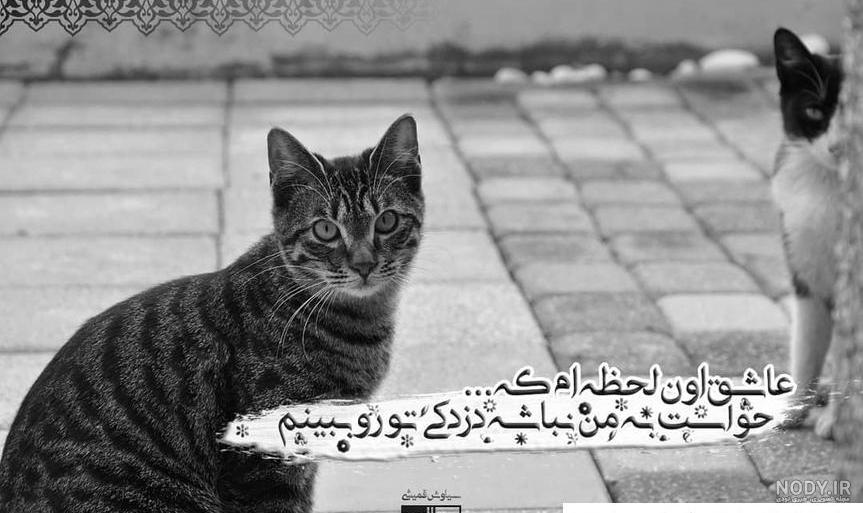 عکس گربه ملوس پروفایل عکس گربه ملوس پروفایل