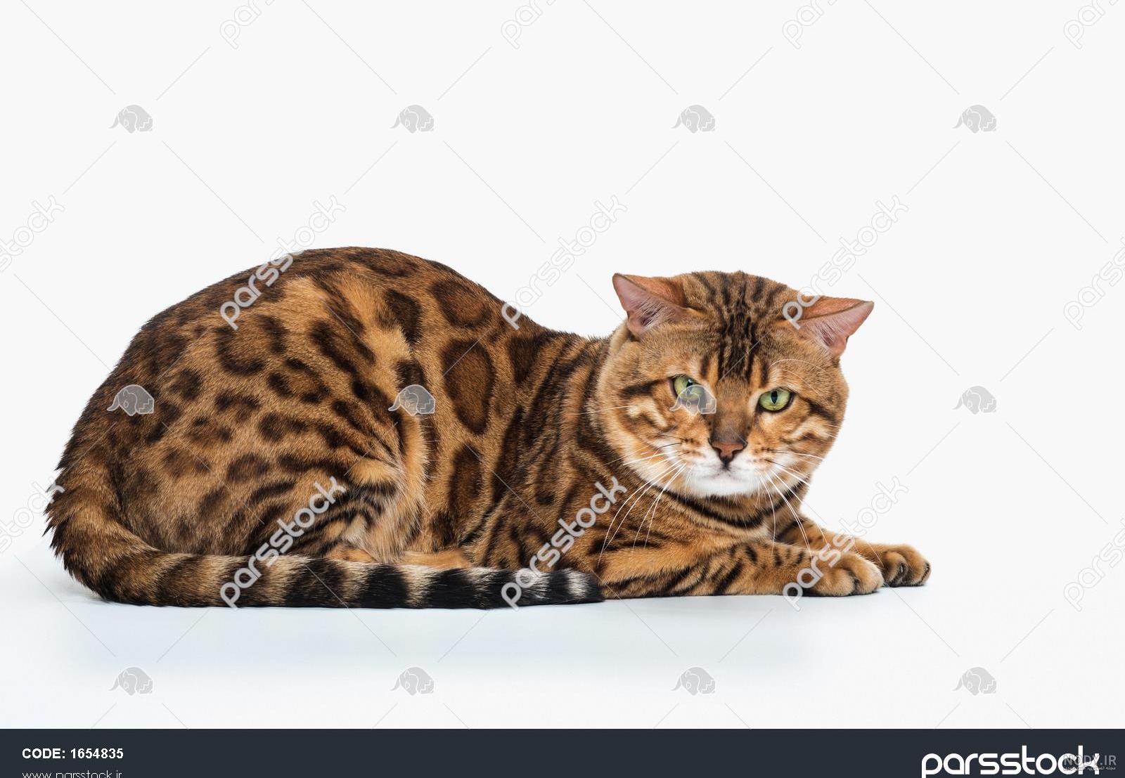 عکس گربه ناز و ملوس عکس گربه ناز و ملوس