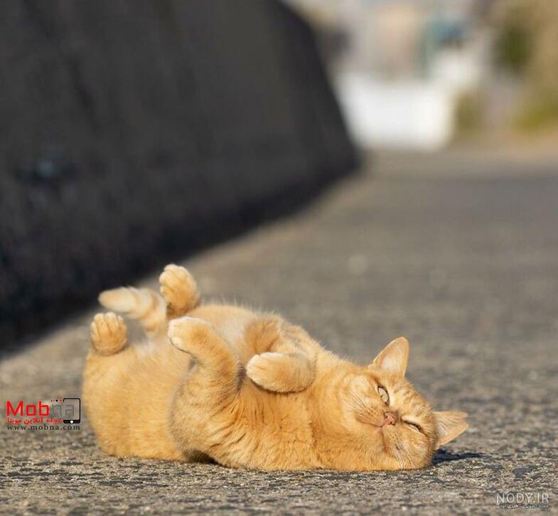 عکس گربه واقعی خیابانی
