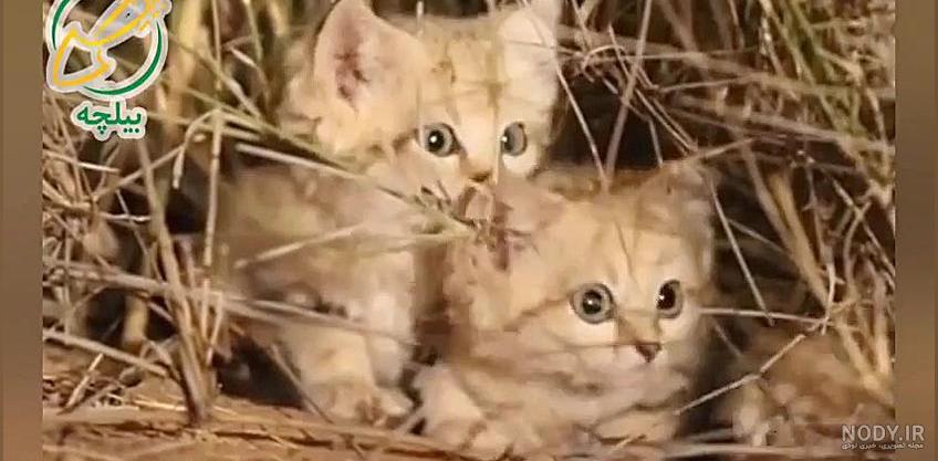 عکس گربه وحشی برای پروفایل - عکس نودی
