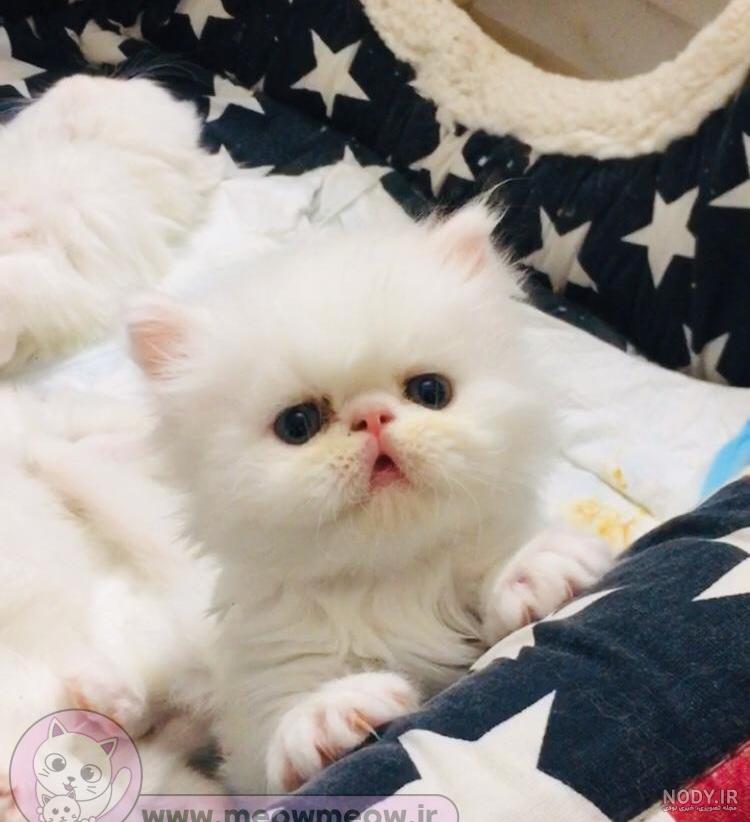 عکس گربه پرشین