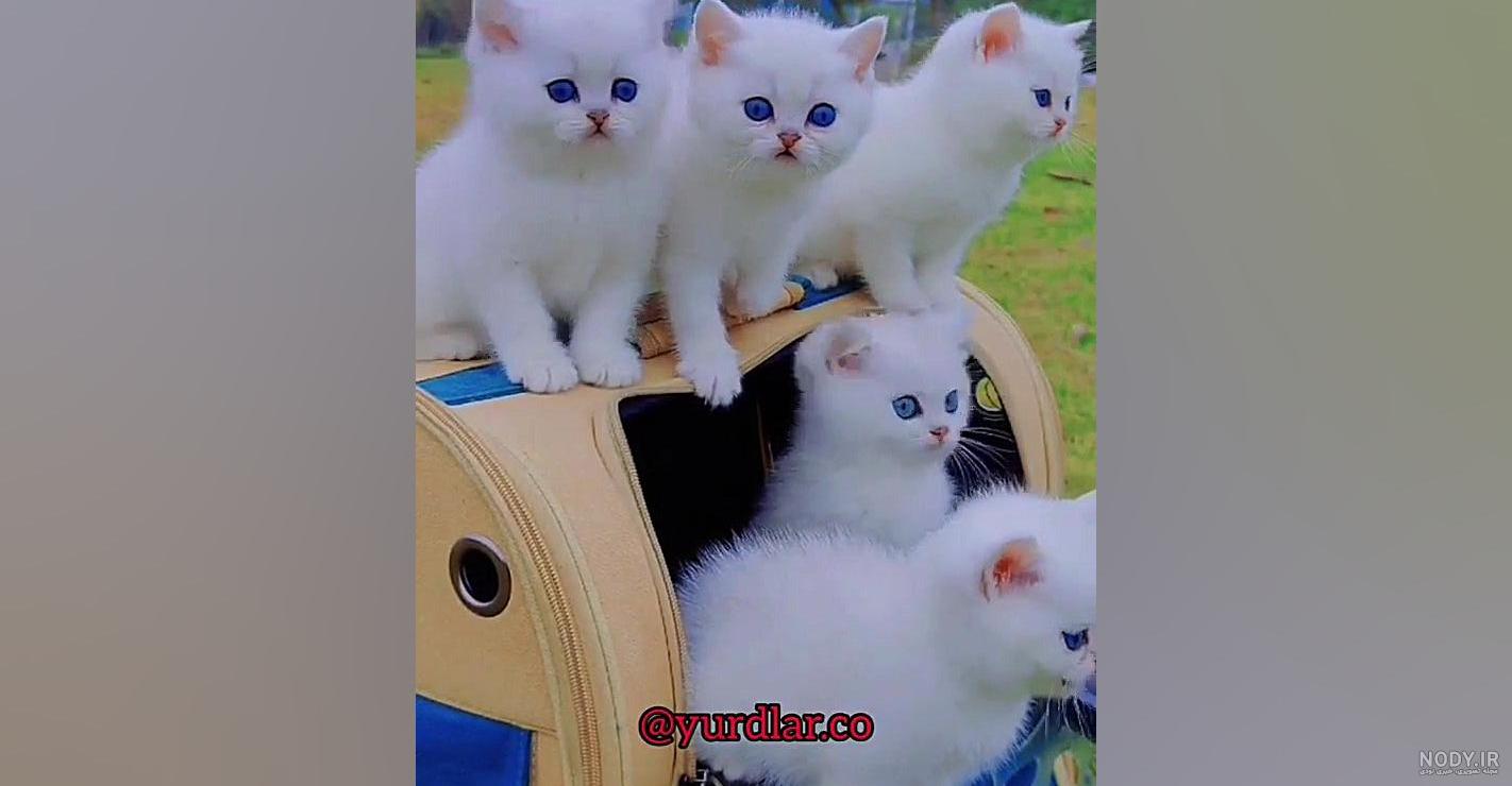 عکس گربه پرشین سفید چشم ابی با کیفیت بالا